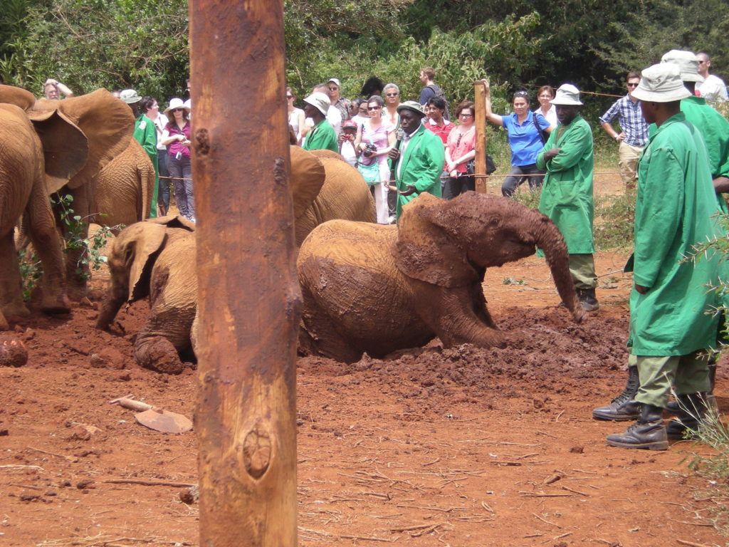 David-Sheldrickk-1024x768-1