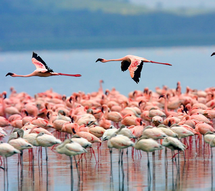 lake-nakuru