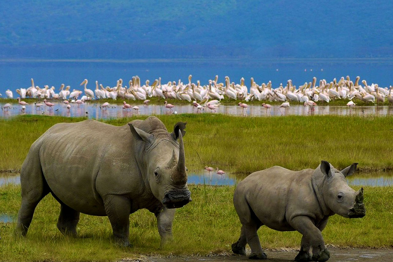 lake-nakuru-national-park-the-birders-paradise